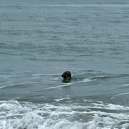 Amaranta By Bloss * Ostende