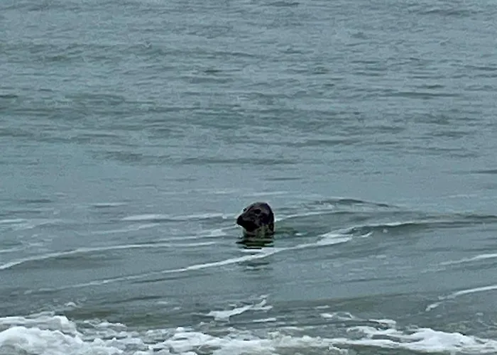 Amaranta By Bloss * Ostenda